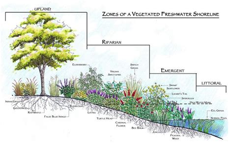 Pinterest thumbnail 5 - Zones of a vegetated freshwater shoreline | Landscape, Native plant ...