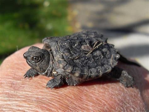 Alligator Snapping Turtle Care Sheet | Reptiles' Cove