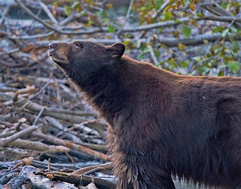 Inside the 2019 Nevada bear hunt - a fierce conflict of values – Sierra ...