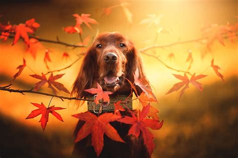 Cute puppy, Branches, Leaves, Autumn, Dog, View, HD wallpaper | Peakpx