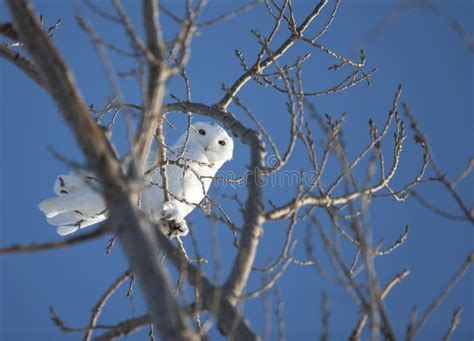 Snowy Owl in Tree stock photo. Image of yelloweyed, male - 35496342