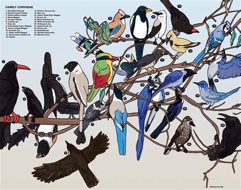 Bird Coloring Poster: Corvidae crows, Magpies, Jays - Etsy