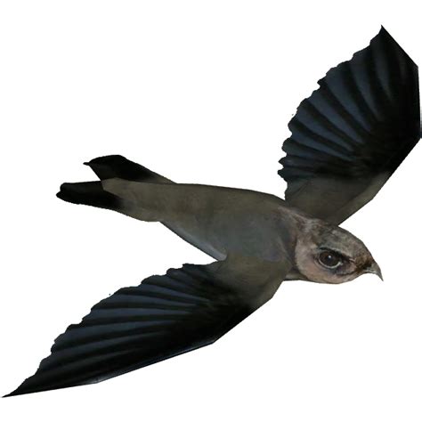 Image - Cave Swiftlet (Whalebite).png | ZT2 Download Library Wiki | FANDOM powered by Wikia