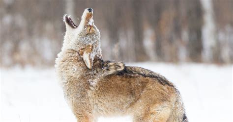 Here's What Different Coyote Sounds Could Mean | Coyote animal, Coyote ...