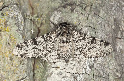 Directional Selection Peppered Moth