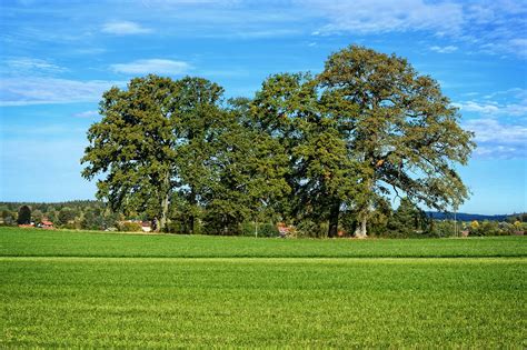 Grove of trees,trees,group,meadow,nature - free image from needpix.com