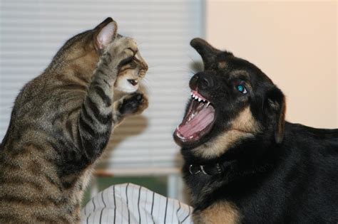 Fighting Like Cats and Dogs 2 by wldjeepgrl on DeviantArt