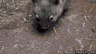 Wombats GIF by Cheezburger - Find & Share on GIPHY