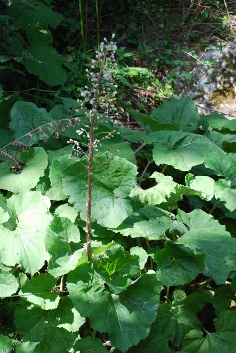 Petasites hybridus , Natura Mediterraneo | Forum Naturalistico