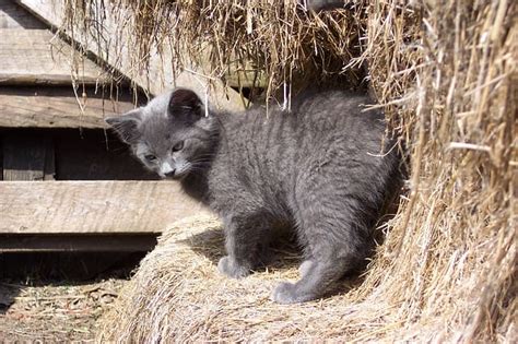 90+ Barn Cat Names For Both Male And Female Feline Friend