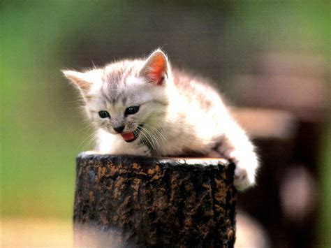 🔥 [50+] Angry Cat Free Desktop Wallpapers | WallpaperSafari