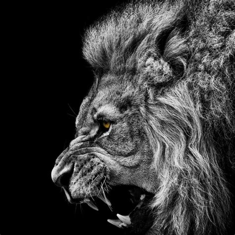 10 Most Popular Angry Lion Wallpaper Black And White FULL HD 1080p For PC Desktop 2024