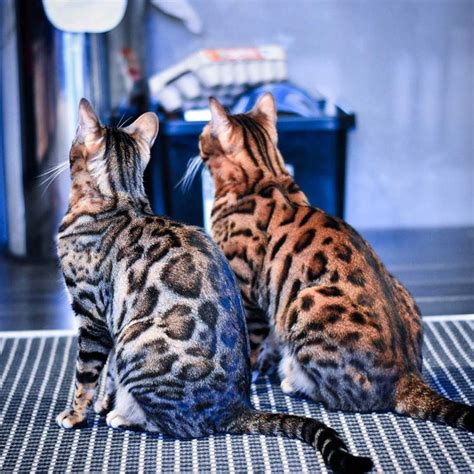 Ocelotl & Ora by @ocelotl.and.ora (IG) | Bengal cat, Cats, Bengal kitten