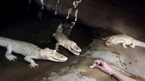 Man Charged After Alligator Eats His Hand | Scoop News | Sky News