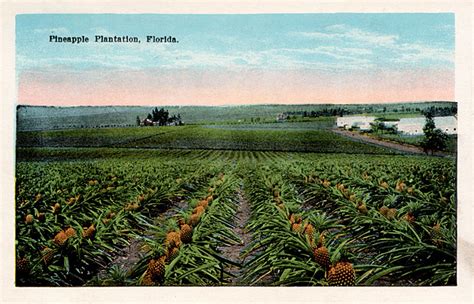 Tiny Pineapple Gallery // Pineapple Plantation, Florida