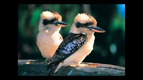 Kookaburra song accent on achievement - YouTube