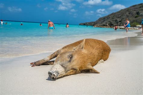 Best Beaches in Curacao – Wild Junket