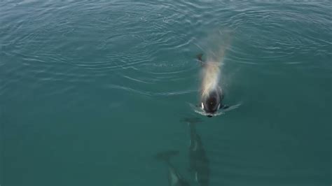 Orca killer whales eating a seal - YouTube