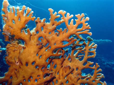 Coral reef with fire coral stock photo. Image of ecosystem - 25709220