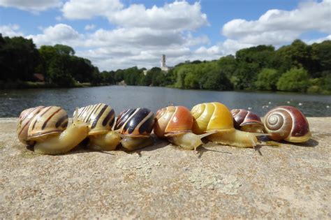 How citizen scientists helped us discover snail shell colour evolution | Ecology & Evolution ...