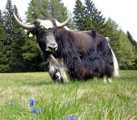 ENCYCLOPEDIA OF ANIMAL FACTS AND PICTURES: YAK