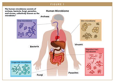 DRUG DEVELOPMENT - The Promise of Cutting-Edge Microbiome-Based ...