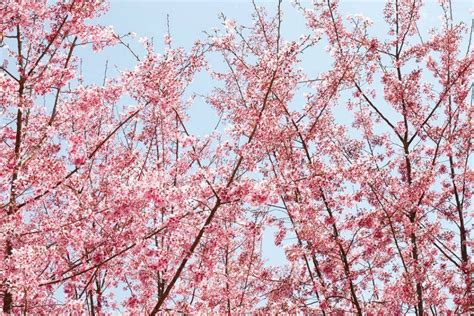 Cherry blossom in Taiwan 2019 forecast — The best time & top 8 best ...