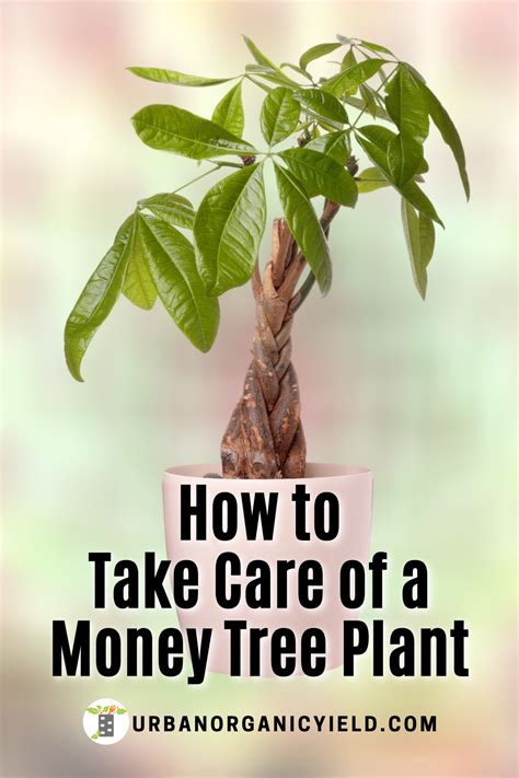 How to Take Care of a Money Tree Plant | Money tree plant, Money tree plant care, Trees to plant