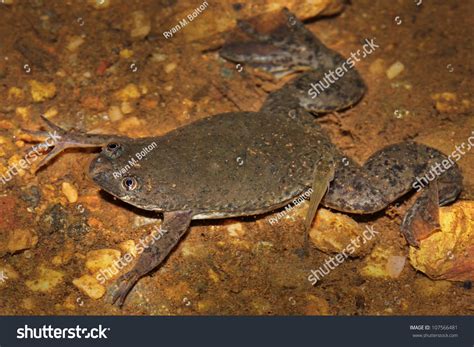 Rare Uganda Clawed Frog Xenopus Ruwenzoriensis Stock Photo 107566481 ...