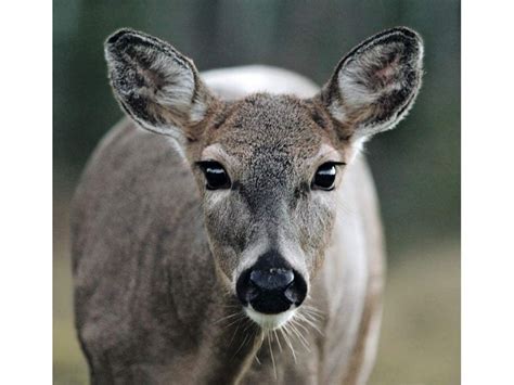 9 Animals You Can Encounter in Prince Albert National Park