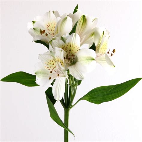 White Alstroemeria - Kittelberger Wholesale Florist - Webster & Rochester