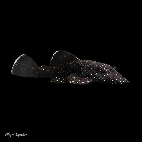 Buy Starlight Ancistrus Pleco L183 Fast, Professional Service