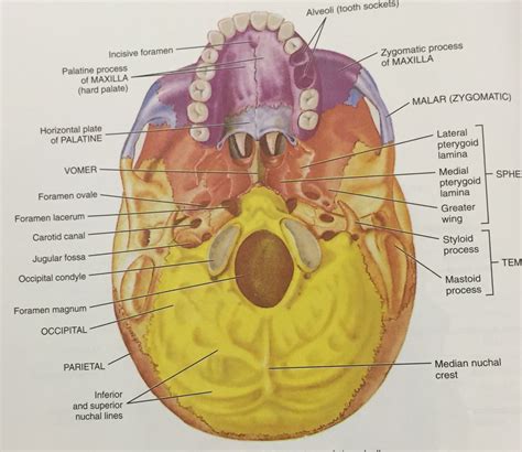 Inferior view of the skull | Body bones, Simplistic tattoos, Free education