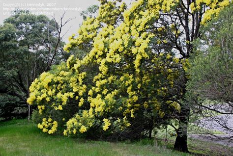 PlantFiles Pictures: Early Black Wattle, Green Wattle (Acacia decurrens) by kennedyh