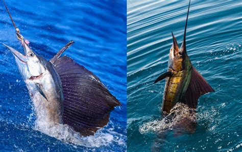 All About Sailfish – Facts About Atlantic Sailfish