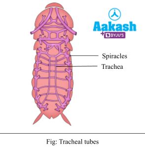 Cockroach: Respiratory, Excretory & Nervous System | AESL