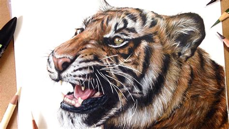 How To Draw a Realistic Tiger | Marker + Coloured Pencil Drawing Tutorial- Step by Step - YouTube