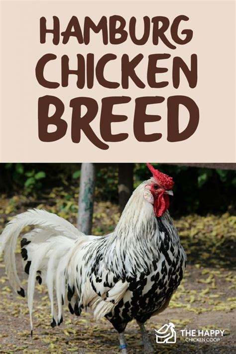 The Hamburg Chicken Breed Profile - All You Need To Know - The Happy ...