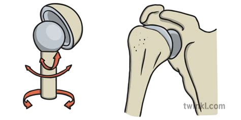 Ball and Socket Joint Illustration - Twinkl