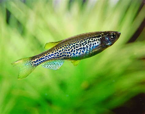 How mutant zebrafish helped unlock the secret to their stripes – new research