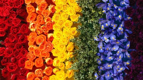 Flower Rainbow Wallpapers - Wallpaper Cave