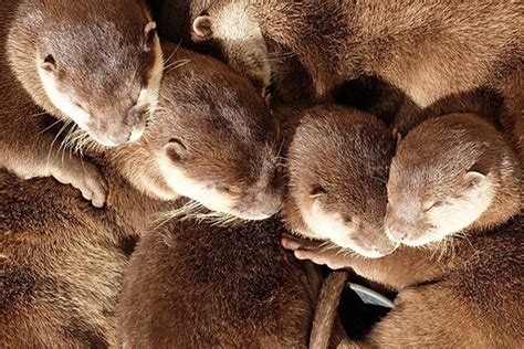 The Coziest Otter Cuddle Puddle Ever — The Daily Otter | Baby wild ...