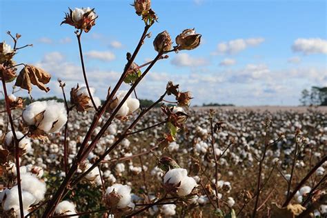 What is organic cotton and what are its benefits? | Poveda Textil