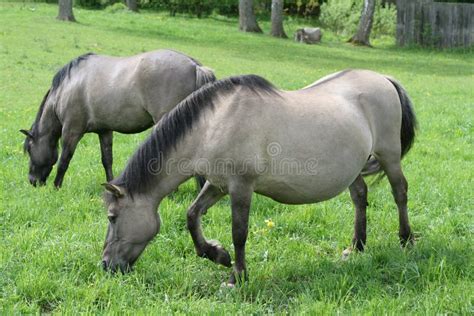 Tarpan stock photo. Image of nature, tail, tarpan, horse - 5212858