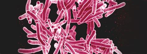 Máxima seguridad biológica para el estudio de la tuberculosis y enfermedades emergentes