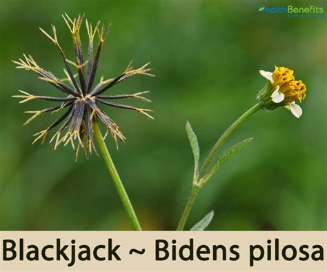 Health-benefits-of-Blackjack-or-beggar-ticks | Health Benefits