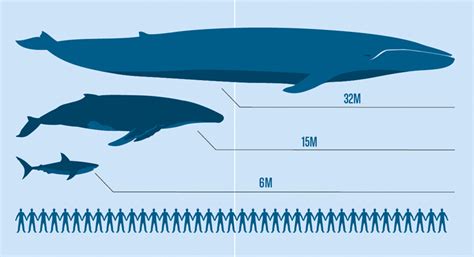 50 amazing facts about blue whales