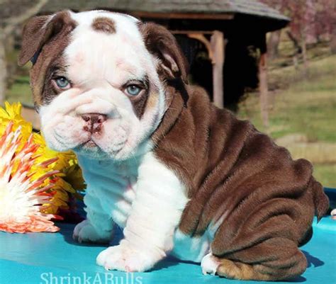 Cute bulldog puppies, Cute baby animals, Bulldog puppies