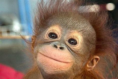 Hello, cute: baby orangutans steal the show