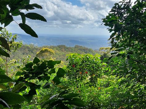 Jollys Lookout Mt Nebo Village – Day Walk – National Parks Association ...